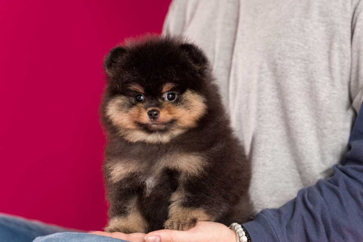 Filhote de Lulu da Pomerânia: como adestrar e ensinar comandos básicos